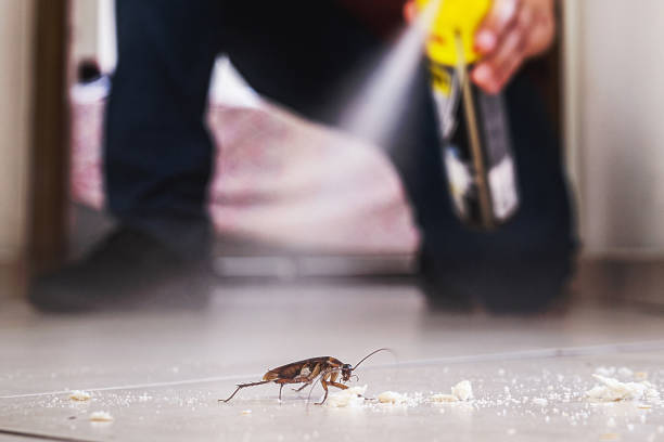 Best Flea Control Services  in King George, VA